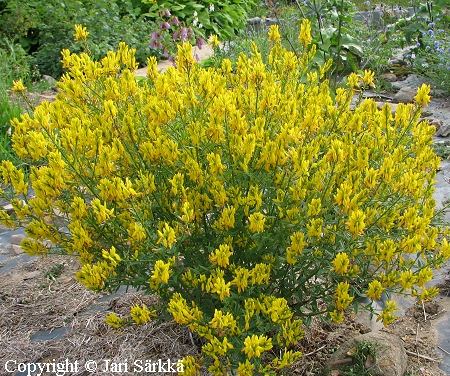 Genista tinctoria, pensasvriherne